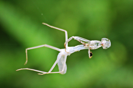 Moulting of grasshoppers on spider webの写真素材