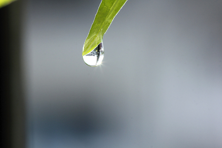 Water droplets on a leaf tipの写真素材
