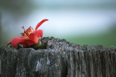 Red flowers are placed on the wood.の写真素材