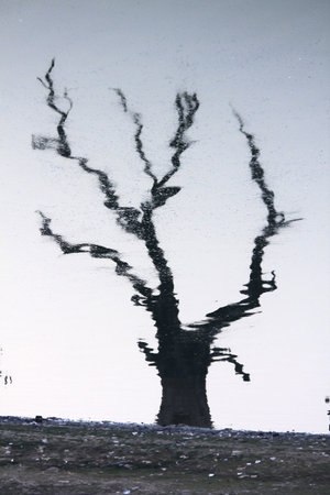 Shadows of trees in water