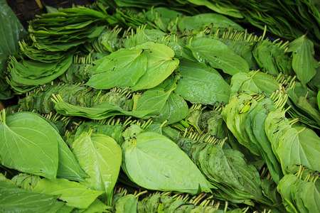 Betel leaves are ready for consumptionの写真素材