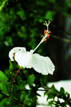 White hibiscus flower in natureの写真素材