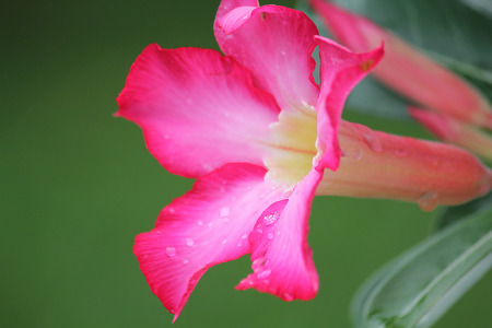 Pink Adenium is blooming with colorful flowers.の写真素材