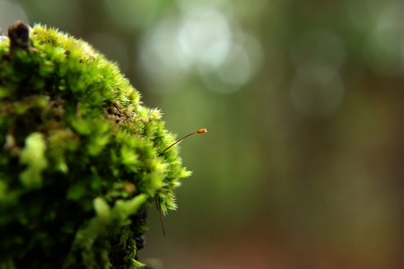 Moss green in nature on treeの写真素材