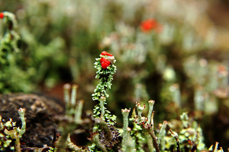 lichen-Cladonia cristatella  in natureの写真素材