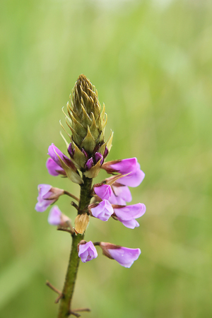 Wild flowers with purple in nature.の写真素材