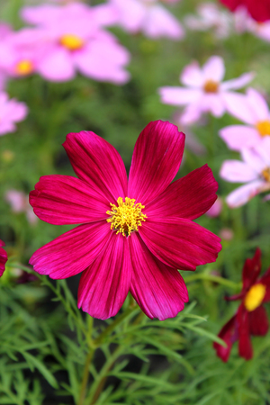Sulfur Cosmos Pink is blooming.の写真素材