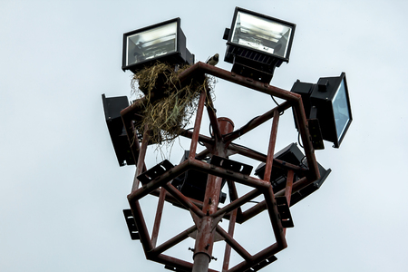 Bird's nest on the spotlightの写真素材