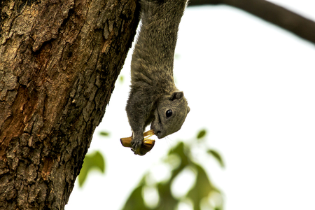 Squirrel eating fruit on the treeの写真素材