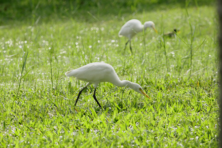 Egret walking in the lawn.の写真素材