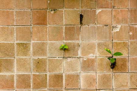 Old wall with tree inserted.の写真素材