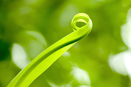 The tip of the leaf rolls.の写真素材