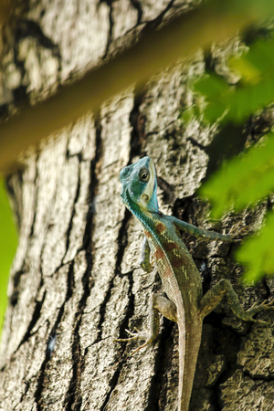 Blue lizard on a treeの写真素材