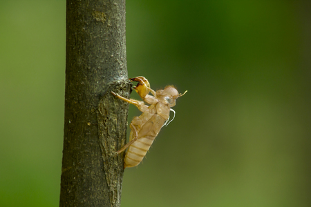 The shell of the cicada on a branch.の写真素材