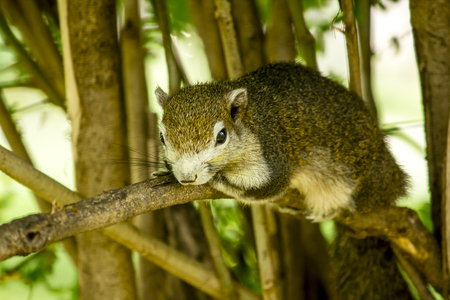 The squirrel is lying on a branch.の写真素材