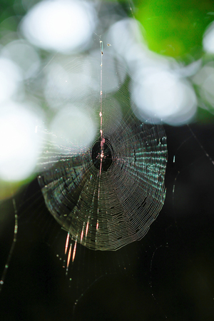 Spider webs in natureの写真素材
