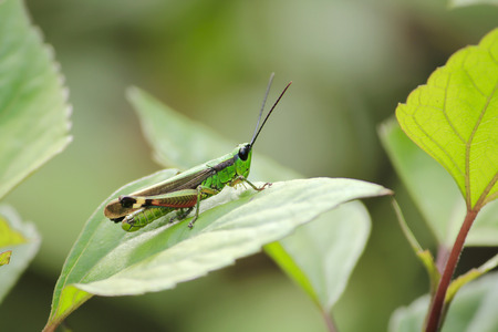 Grasshoppers are on leaves in nature.の写真素材