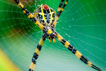 Argiope versicolor in natural knitted fiber.