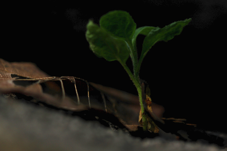 Leaves dry and small green trees.の写真素材