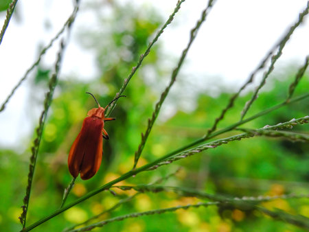 Small orange insects are on green leaves.