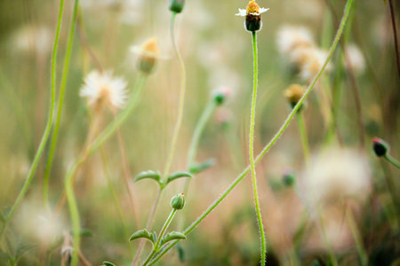 Tridax procumbens in the nature that lies on the ground.