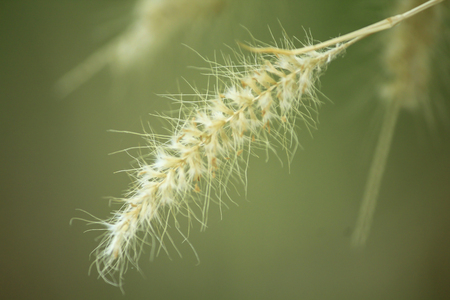 Grass pollen white in nature.の写真素材