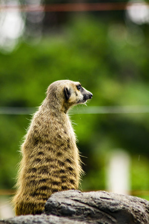 Suricata suricatta in the zoo looking something.の写真素材