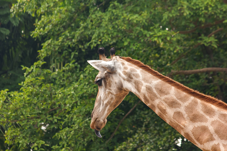 Giraffe head In the zoo walkingの写真素材