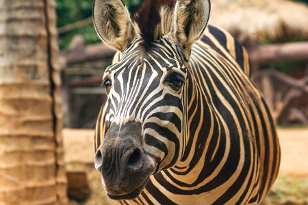 Zebra Head In the zoo walking