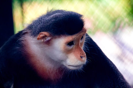 Red-shanked Douc Langur in the zoo.