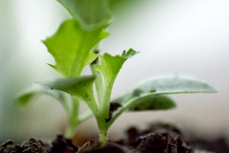 Green Oak sapling with a serrated edge.の写真素材