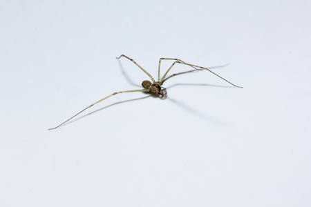 Brown spider on a white backgroundの写真素材