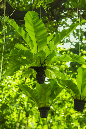 Bird's nest fern hanging under the tree.の写真素材
