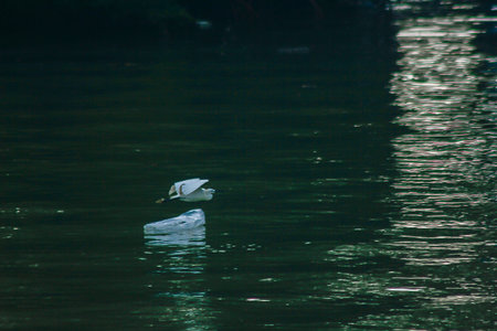 Ardeidae is flying over water.