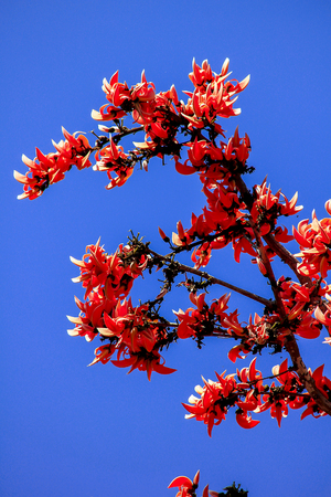 Butea monosperma is a medium-sized tree. The flowers are both orange and yellow.の写真素材