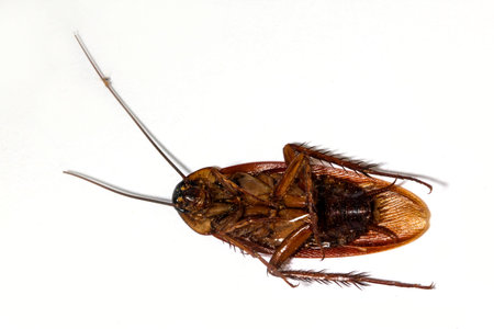 Remains of dead cockroaches