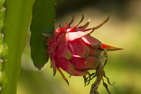Dragon fruit in natureの写真素材