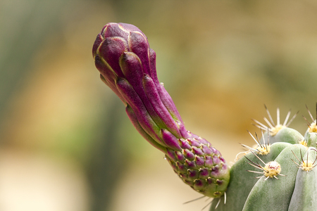 Cactus flowers are purple.の写真素材