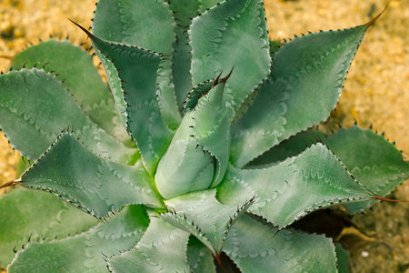 Agave potatorum in natureの写真素材