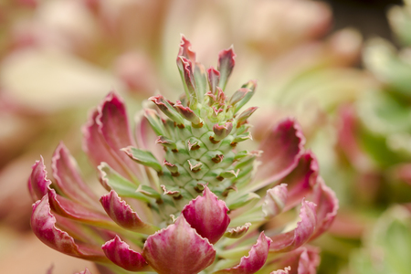 Monadenium   in natureの写真素材