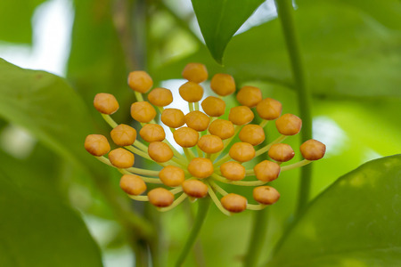 Hoya kerrii found in Thailandの写真素材