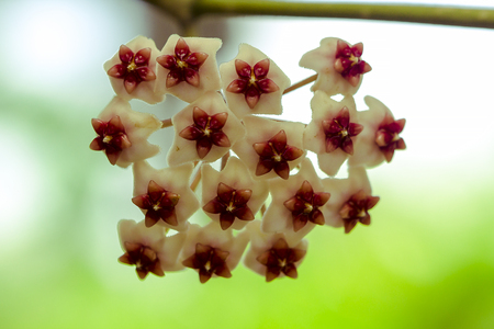 Hoya kerrii found in Thailandの写真素材