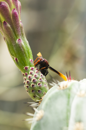 Vespula germanica is on the flowers.の写真素材