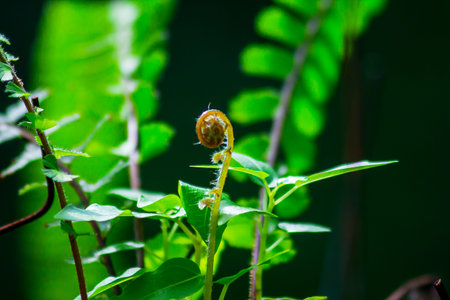 Leaves of fern in beautiful nature.の写真素材