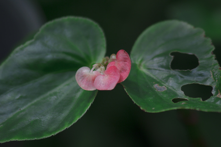 Begonia has a pink inflorescence in the beautiful nature.の写真素材