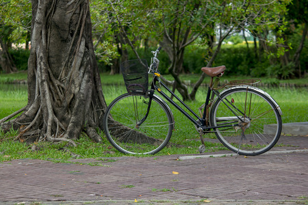 Bike parked near the tree.の写真素材