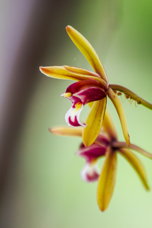 Yellow orchid bouquet in nature.の写真素材