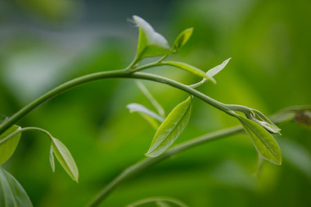 Soft green leaves are out new leaves.