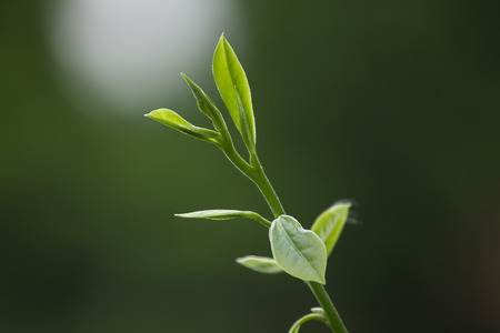 Soft green leaves are out new leaves.の写真素材