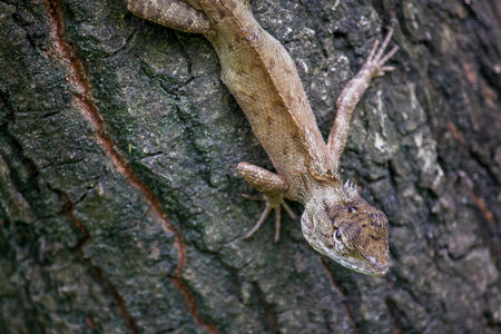 A lizard is climbing on a tree.
